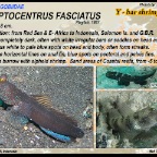 Cryptocentrus fasciatus -  Y-bar shrimpgoby