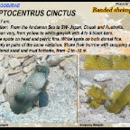 Cryptocentrus cinctus - Banded shrimpgoby
