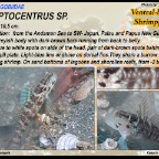 Cryptocentrus sp. - Ventral-barred shrimpgoby