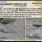 Ctenogobiops feroculus - Sand shrimpgoby
