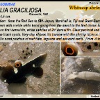 Lotilia graciliosa - Whitecap shrimpgoby