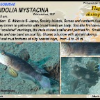 Mahidolia mystacina - Flagfin  shrimpgoby
