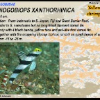 Stonogobiops xanthorhinica - Yellownose shrimpgoby