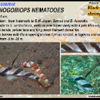 Stonogobiops  nematodes - Black-rayed shrimpgoby