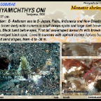 Tomiyamichthys oni - Monster  shrimpgoby