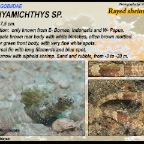 Tomiyamichthys sp. - Rayed shrimpgoby