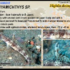 Tomiyamichthys sp. - Highfin shrimpgoby