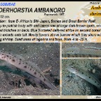 Vanderhorstia ambanoro - Ambanoro  shrimpgoby