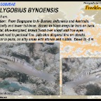 Amblygobius bynoensis - Freckled goby