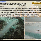Amblygobius decussatus - Crosshatch goby