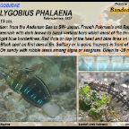 Amblygobius phalaena - Banded goby