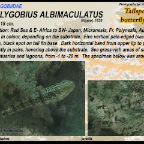 Amblygobius albimaculatus - Tailspot goby