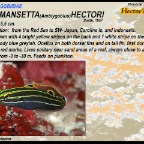 Koumansetta hectori - Hector's goby