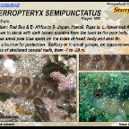 Asterropteryx  semipunctatus - Starry goby