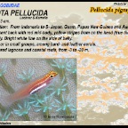 Eviota pellucida - Pellucida pigmygoby