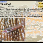 Eviota mikiae - White-line pygmy goby
