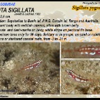 Eviota sigillata - Sigillata pygmygoby