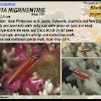 Eviota nigriventris - Blackbelly pygmygoby