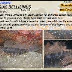 Exyrias  bellisimus - Beautifull goby