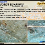 Fusigobius signipinnis - Signalfin goby