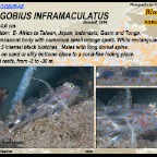 Fusigobius inframaculatus - Blotched sand goby