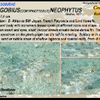 Fusigobius neophytus - Common fusegoby