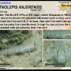 Gnatholepis anjerensis - Eyebar goby