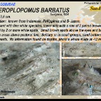 Heteroplopomus barbatus - Sand goby