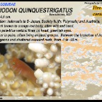 Gobiodon quinquestrigatus - Five-lined coral goby