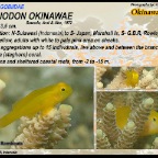 Gobiodon okinawae - Okinawa goby