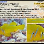 Gobiodon citrinus - Lemon goby