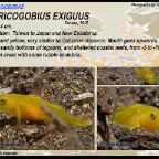 Lubricogobius exiguus