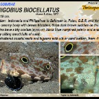 Signigobius biocellatus - Twinspot goby