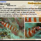 Trimma cana - Candycane dwarfgoby