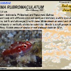 Trimma rubromaculatum - Red-spotted dwarfgoby