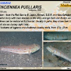 Valenciennea puellaris - Maiden goby