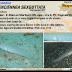 Valenciennea sexguttata - Sixspot goby