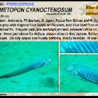 Oxymetopon cyanoctenosum - Blue-barred ribbongoby