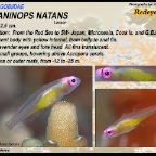 Bryaninops natans - Redeye goby
