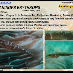 Bryaninops erythrops - Erythrops goby