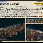 Bryaninops amplus - Large whip goby