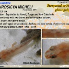 Pleurosicya micheli - Stonycoral ghost goby