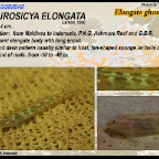 Pleurosicya elongata - Elongate ghostgoby