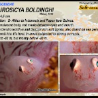 Pleurosicya boldinghi - Soft-coral goby