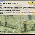 Redigobius balteatus - Rhinohorn goby