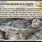 Periophthalmodon schlosseri - Giant mudskipper
