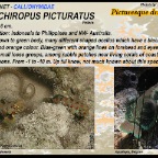 Synchiropus picturatus - Picturesque dragonet