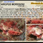 Synchiropus morrisoni - Morrison's dragonet