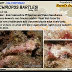 Synchiropus bartlesi - Bartel's dragonet
