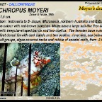 Synchiropus moyeri - Moyer's dragonet